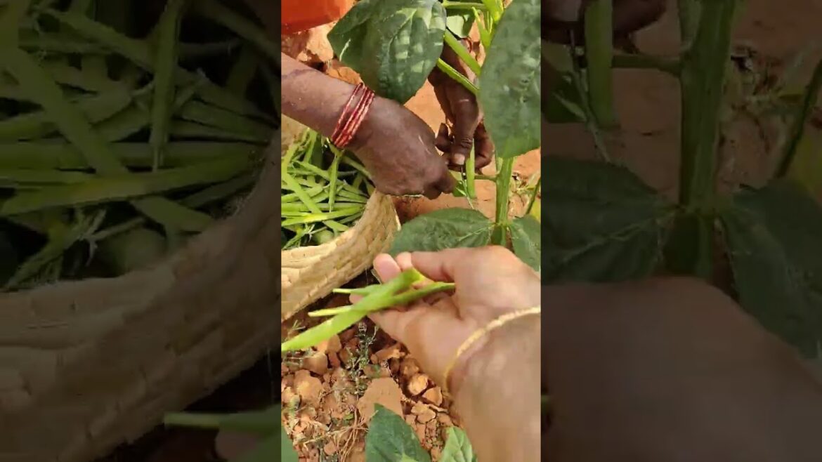 గోరుచుక్కుడు #gardening  #vegetablegardening  #farm #shorts #viral