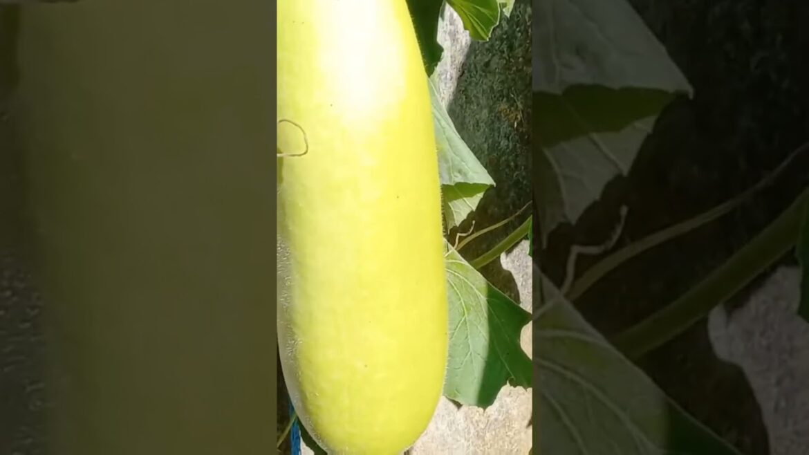 #gardening #garden #fruit #agriculture #food #organicgardening #plants #gardern #gardendesign #terra