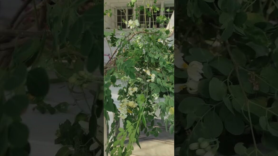 Moringa Flowers Are Edible!