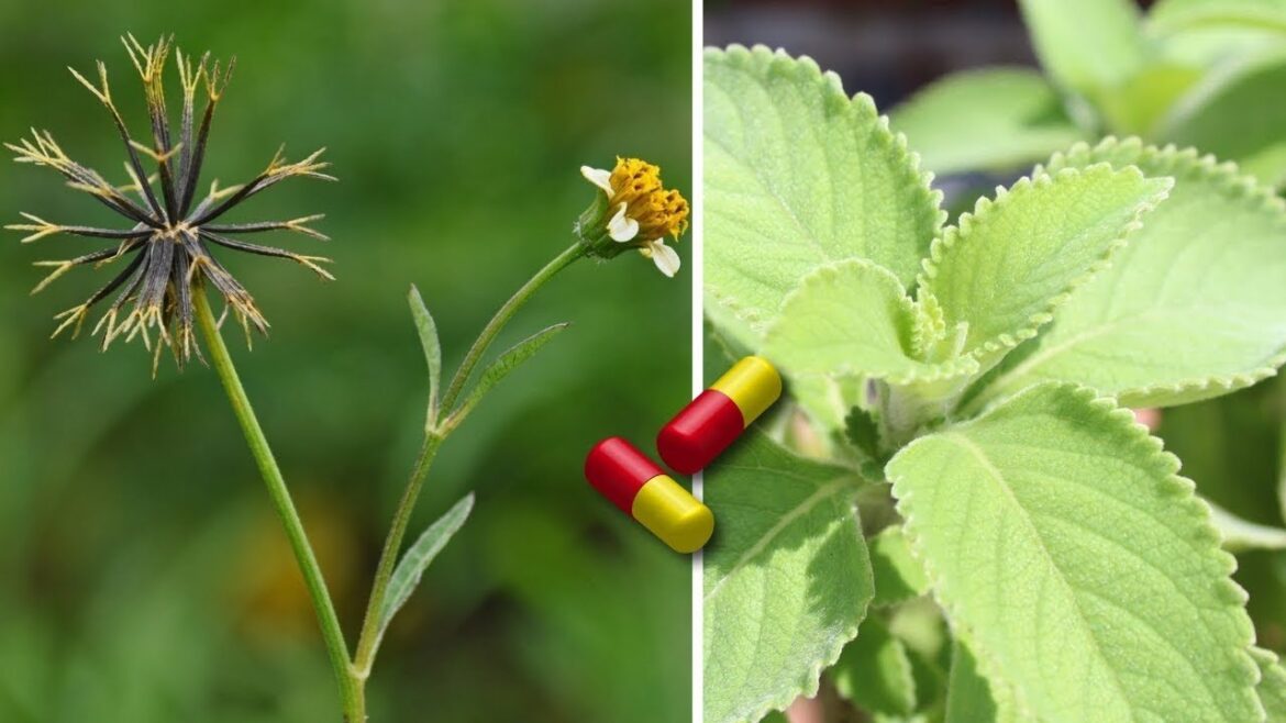20 MEDICINAL and MIRACULOUS Plants You Should Have in Your Home