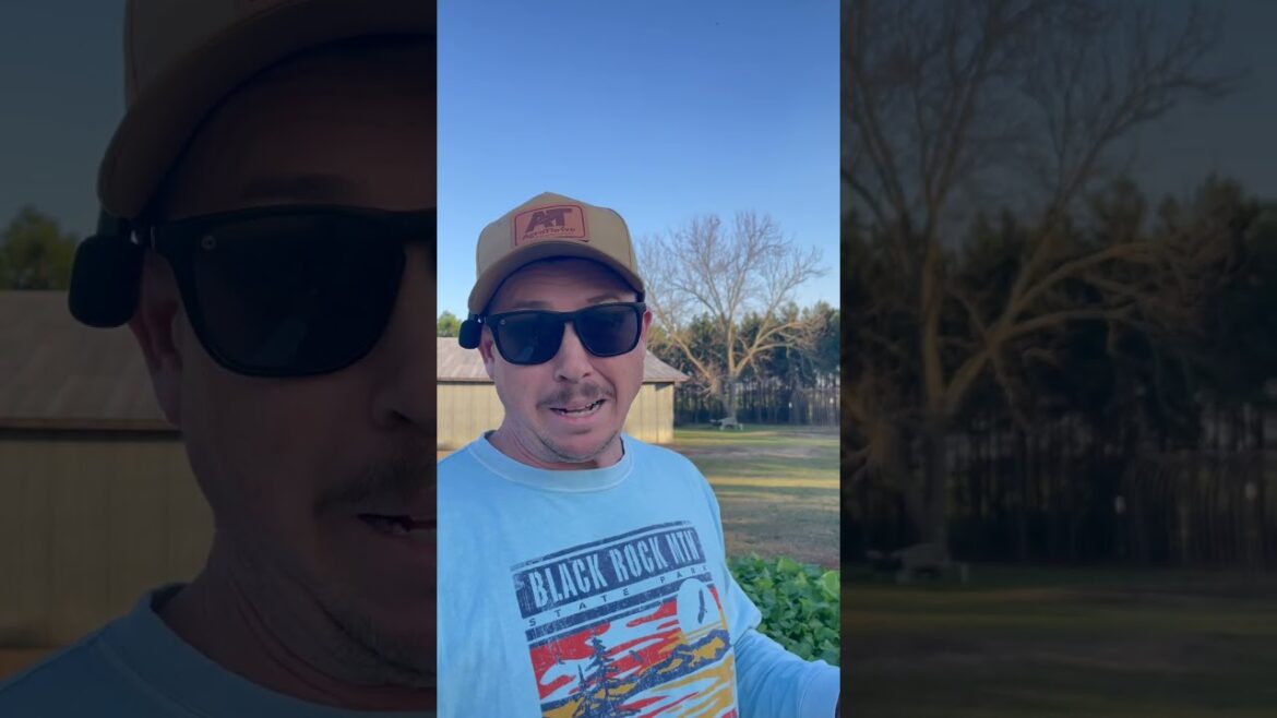 Is It Edible? #covercrop #raisedbeds #backyardgrocerystore