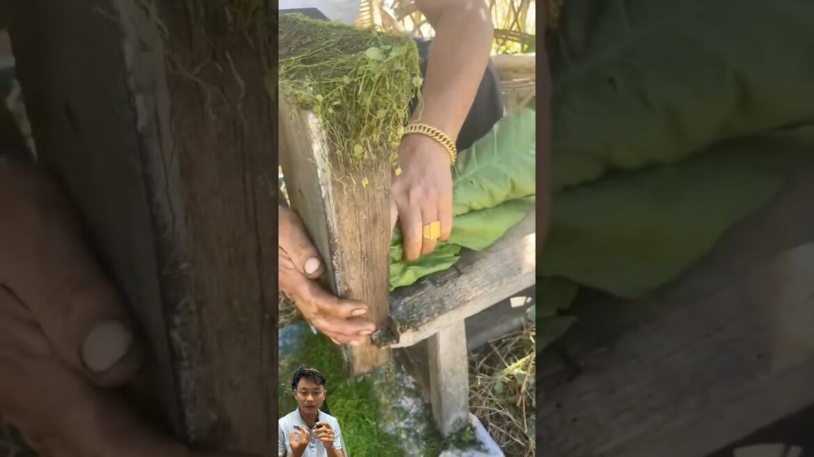 Mẹo thái rau siêu ngon #gardening #vegetable #agriculture