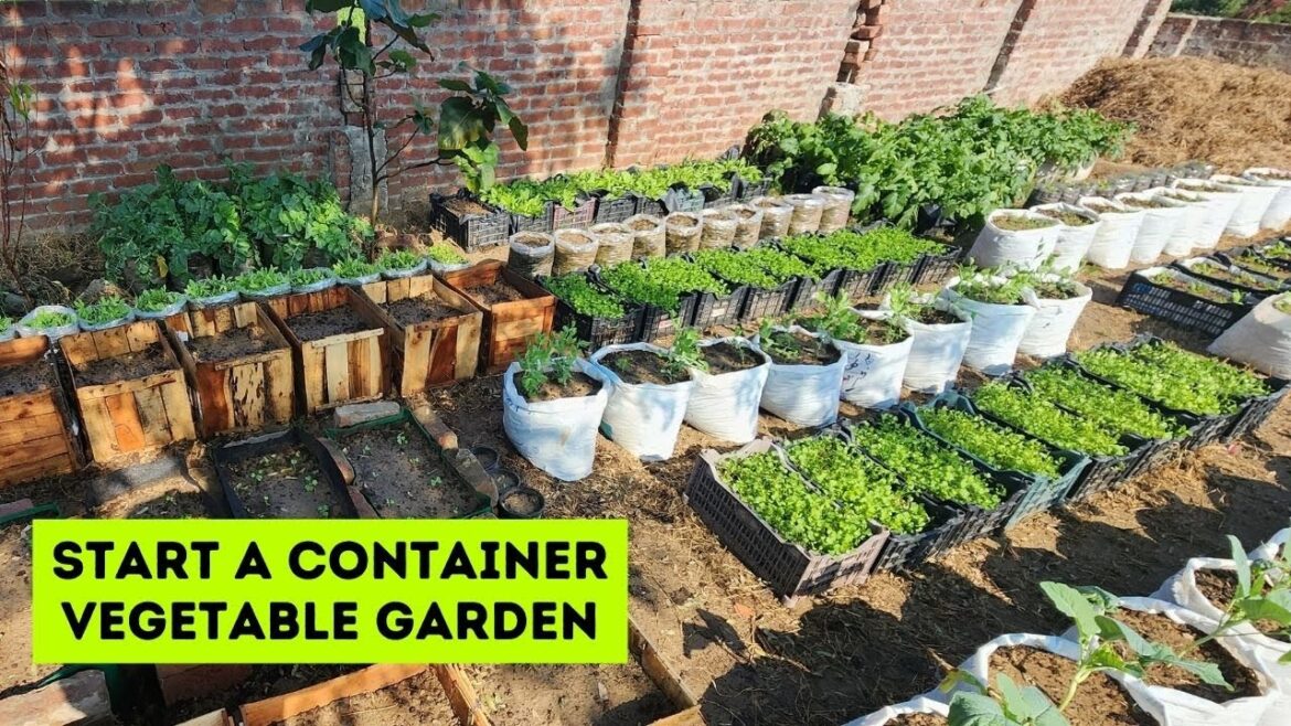 How To Start A Container Vegetable Garden How To Start A Container Vegetable Garden