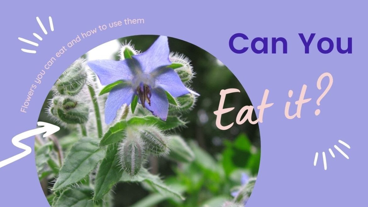 Edible Flowers: Flowers You Can Eat (and how to use them) Edible Flowers: Flowers You Can Eat (and how to use them)
