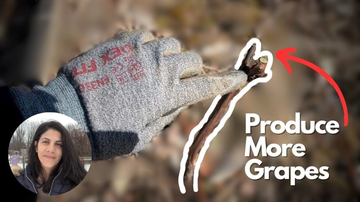 Winter Pruning My Grape Vine For Maximum Health And Production || And Future Garden Plans