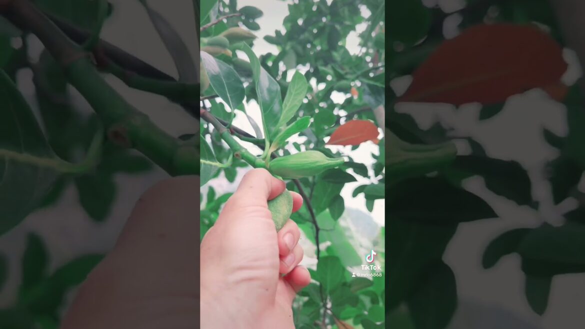 Cute fruits 🌶️🍀🫒and man's hands#trending #kisds #fruit #cuttingfruits #o ơ