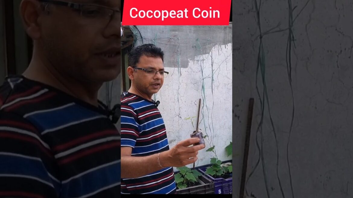 Cocopeat Coin use | कोकोपीट #gardeningtips #shorts