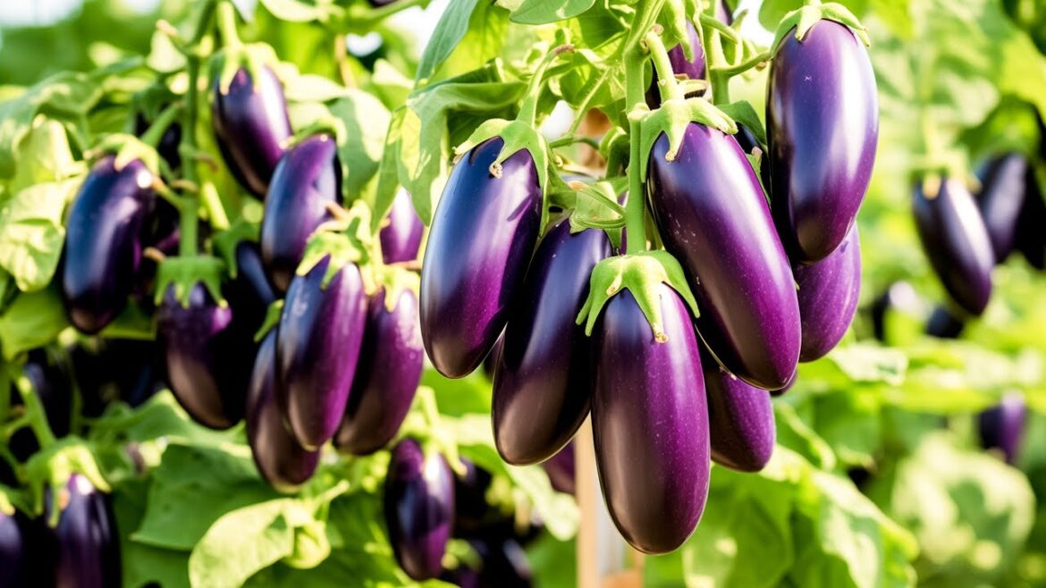 Grow Lots of Eggplant with This Technique Grow Lots of Eggplant with This Technique