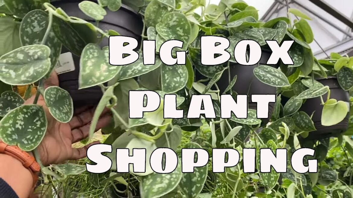 Lowes Big Box Plant Shopping Huge Clearance Section Houseplant Haul Lowes Big Box Plant Shopping Huge Clearance Section Houseplant Haul