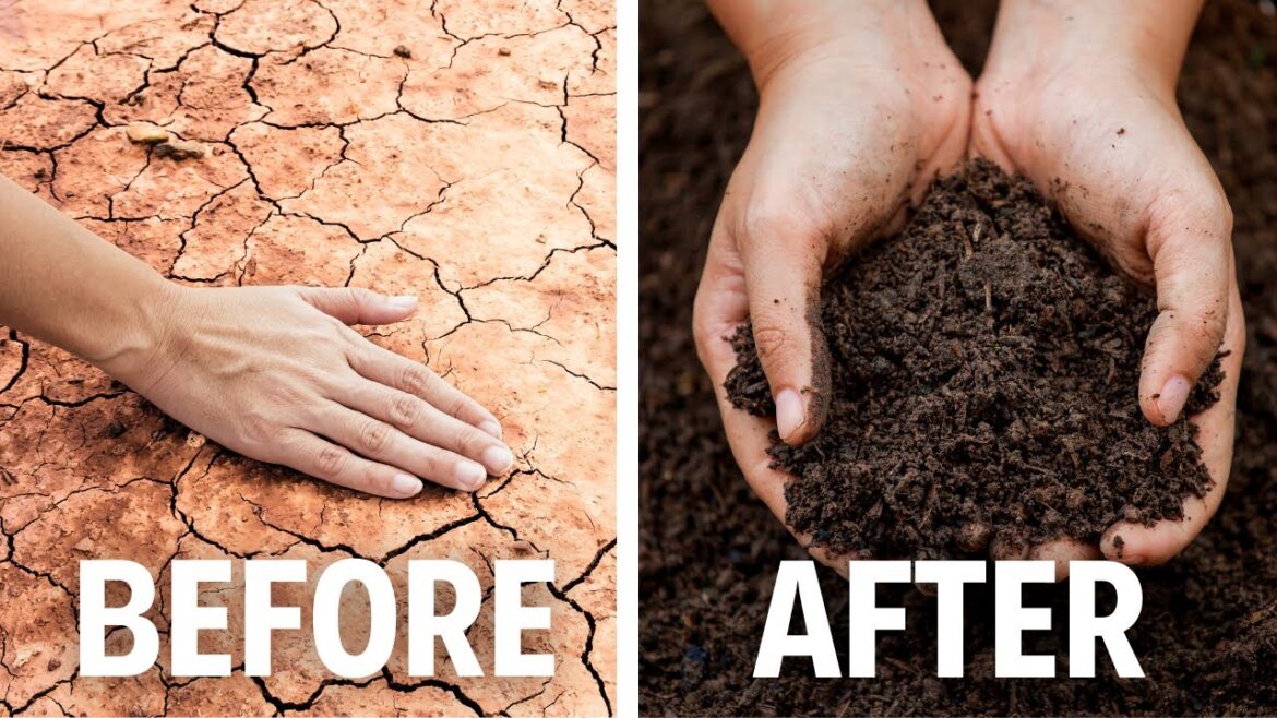 3 Ingredients to Fix ANY Soil, the Lazy Way 3 Ingredients to Fix ANY Soil, the Lazy Way
