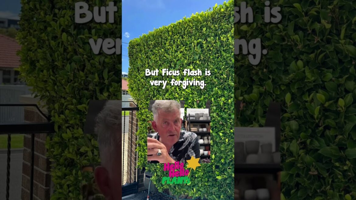 Ficus Flash‼️🌱👀 Part 3 Ficus Flash‼️🌱👀 Part 3