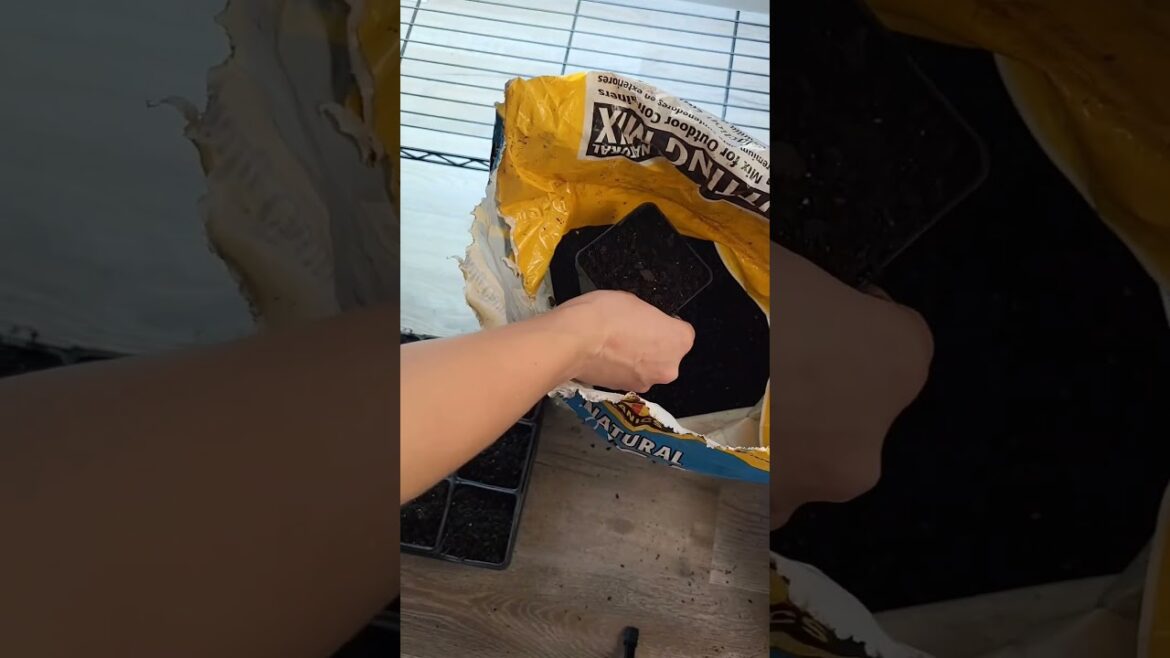 Feelin' hot hot hot! Time to get peppers started. 🌶🌱🌶 #peppers #seedstarting #shorts