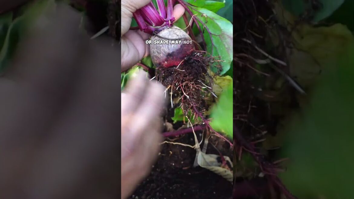 Shade Gardening Success: Veggies & Herbs Edition! Part 2 🌱🌤️ #Shorts