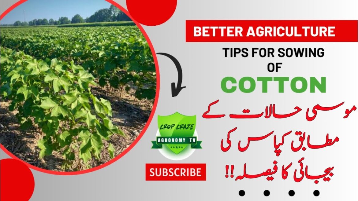 Cotton Sowing Feasibility: Weather Trends and Farming Strategies Unveiled|| Crop Craze