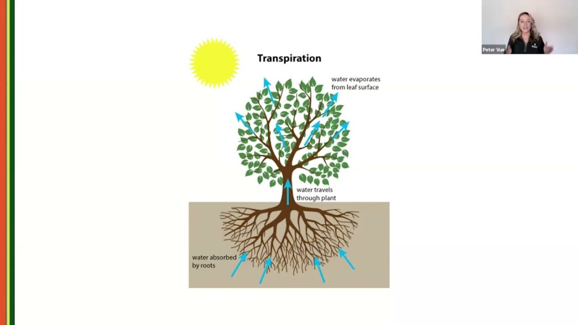 Drought Management in the Urban Landscape