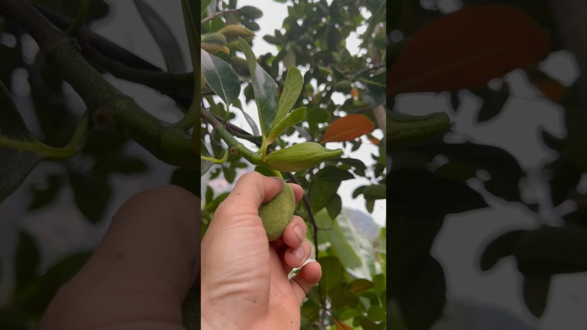 Cute fruits 🌶️🍀🫒and man's hands#trending #kisds #fruit #cuttingfruits #p20