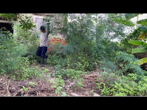 Shocking abandoned house cleaning – Eye-catching transformation of overgrown front yard Shocking abandoned house cleaning - Eye-catching transformation of overgrown front yard