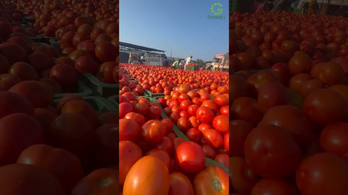 Educated young farmer Marketing success story #tomato value chain#supplychain #marketing #transport