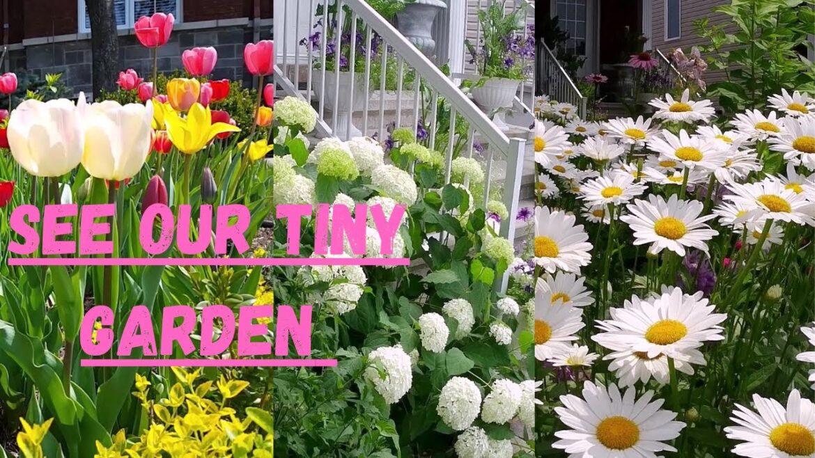 TINY GARDEN TRANSITION FROM SPRING TO FALL | BEAUTIFUL FLOWERS WITH NAMES #garden #flowers #plants TINY GARDEN TRANSITION FROM SPRING TO FALL | BEAUTIFUL FLOWERS WITH NAMES #garden #flowers #plants