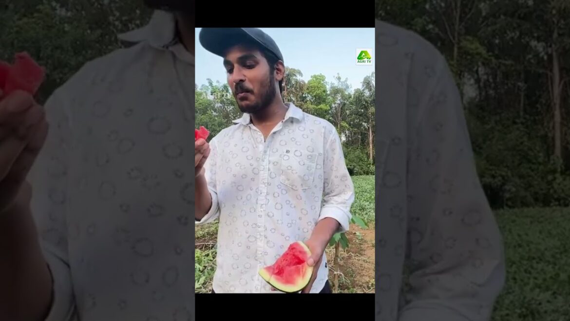 എന്തൊരു പ്ലാനിങ്, ഇന്ന് മികച്ച വരുമാനം! ഐടി ജോലിയുടെ ടെൻഷൻ മാറ്റിയ ടെക്കിയുടെ തണ്ണിമത്തൻ കൃഷി #farm എന്തൊരു പ്ലാനിങ്, ഇന്ന് മികച്ച വരുമാനം! ഐടി ജോലിയുടെ ടെൻഷൻ മാറ്റിയ ടെക്കിയുടെ തണ്ണിമത്തൻ കൃഷി #farm