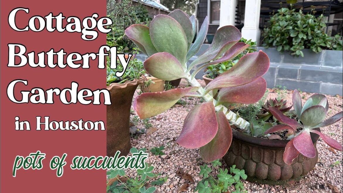 February 1, 2024 Cottage Butterfly Garden succulent container garden tour in Houston Tx zone 9a/b February 1, 2024 Cottage Butterfly Garden succulent container garden tour in Houston Tx zone 9a/b