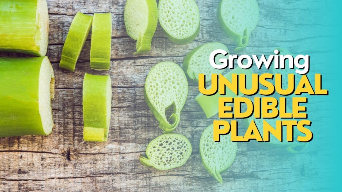 Growing Unusual Edible Plants
