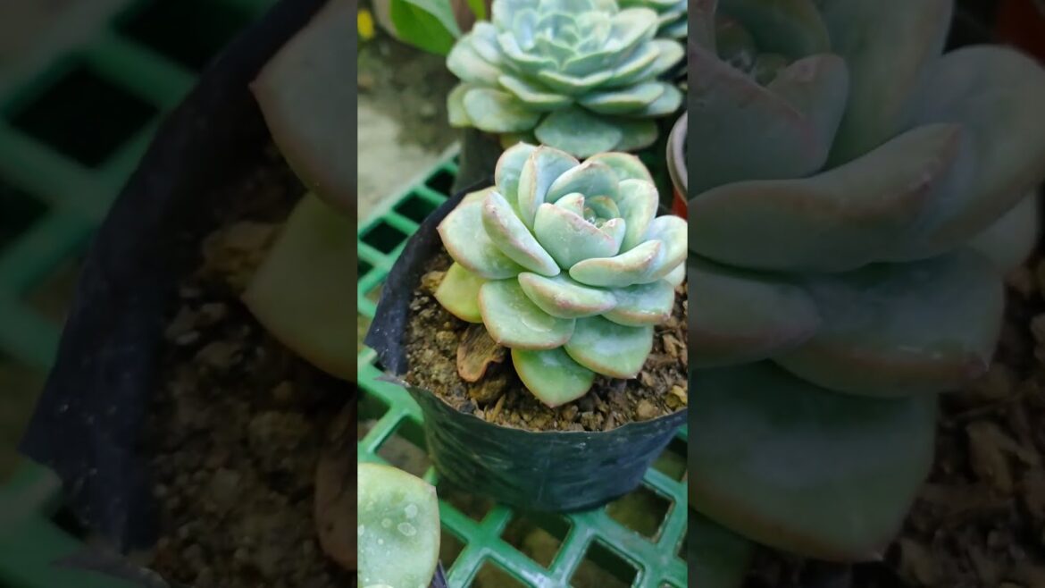 🌱🐝Lovely succulents in our nursery. Fleshy leaves store water.💚 #greenculturebuzz #plants #shorts