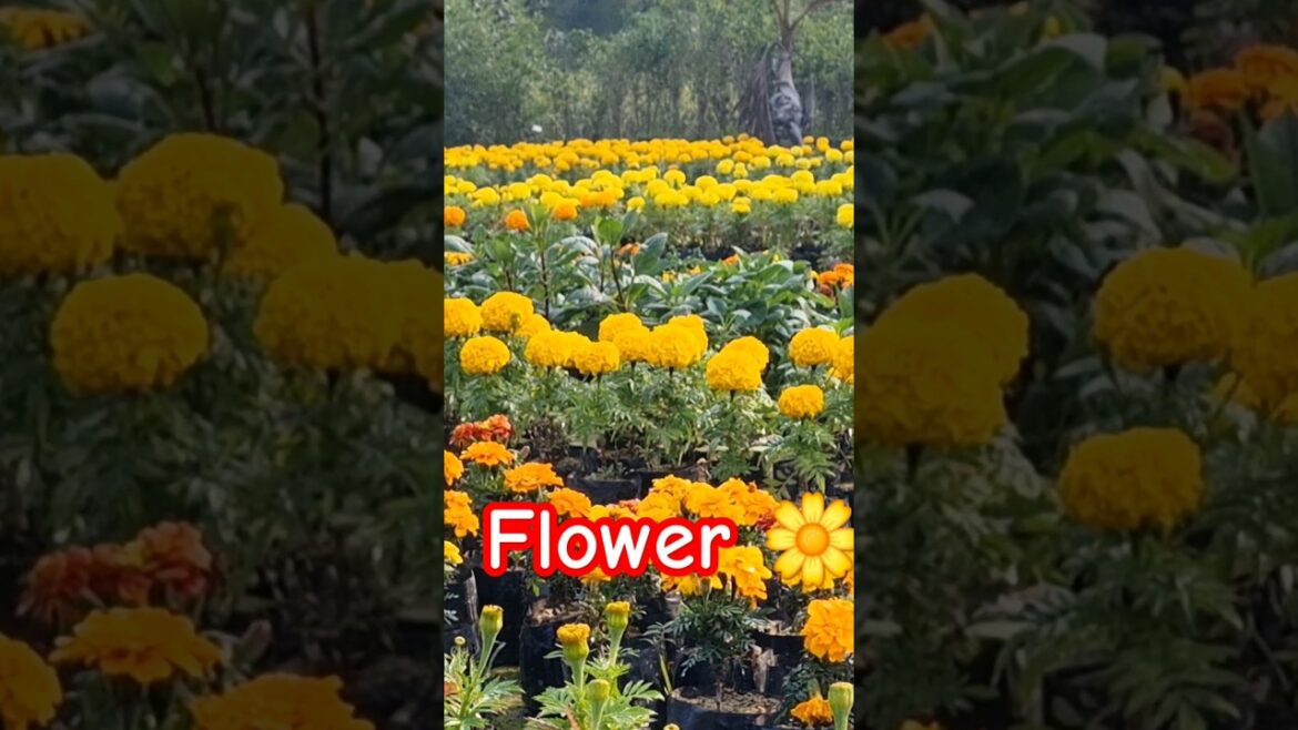 Marigold #garden #gardening #flowers #plants #gardeningtips#gardening tips#vegetable garden Marigold #garden #gardening #flowers #plants #gardeningtips#gardening tips#vegetable garden