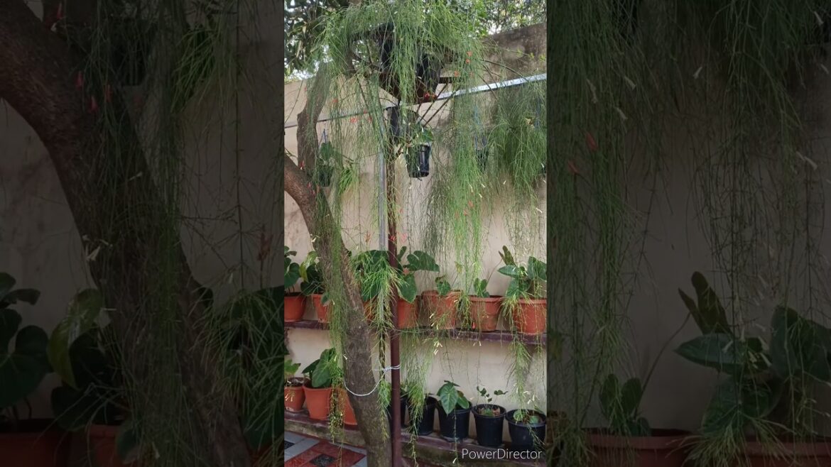 beautiful hanging plants🌸firecracker plant🌸 #nature #flowers #beautiful #gardener #trending #shorts