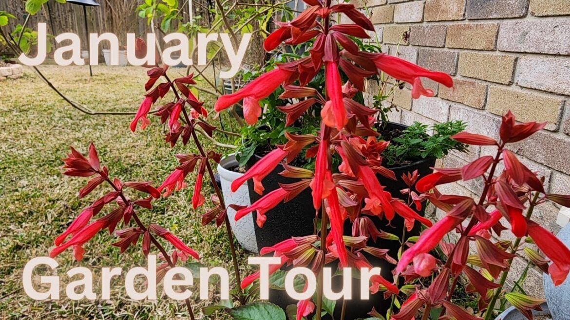 January 2024 Backyard Garden Tour | After a Hard Freeze | Zone 9b Texas Gulf Coast January 2024 Backyard Garden Tour | After a Hard Freeze | Zone 9b Texas Gulf Coast