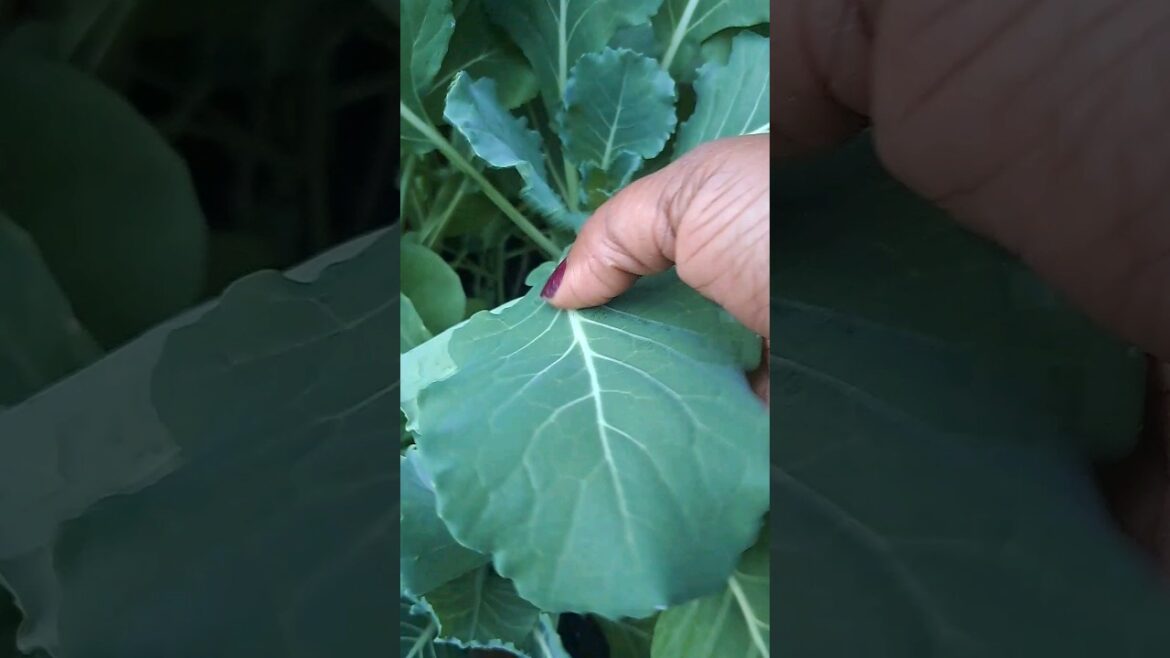 CONTAINER GARDENING COLLARD GREENS!! HOW TO KEEP THEM GROWING! #containergardening #collardgreens