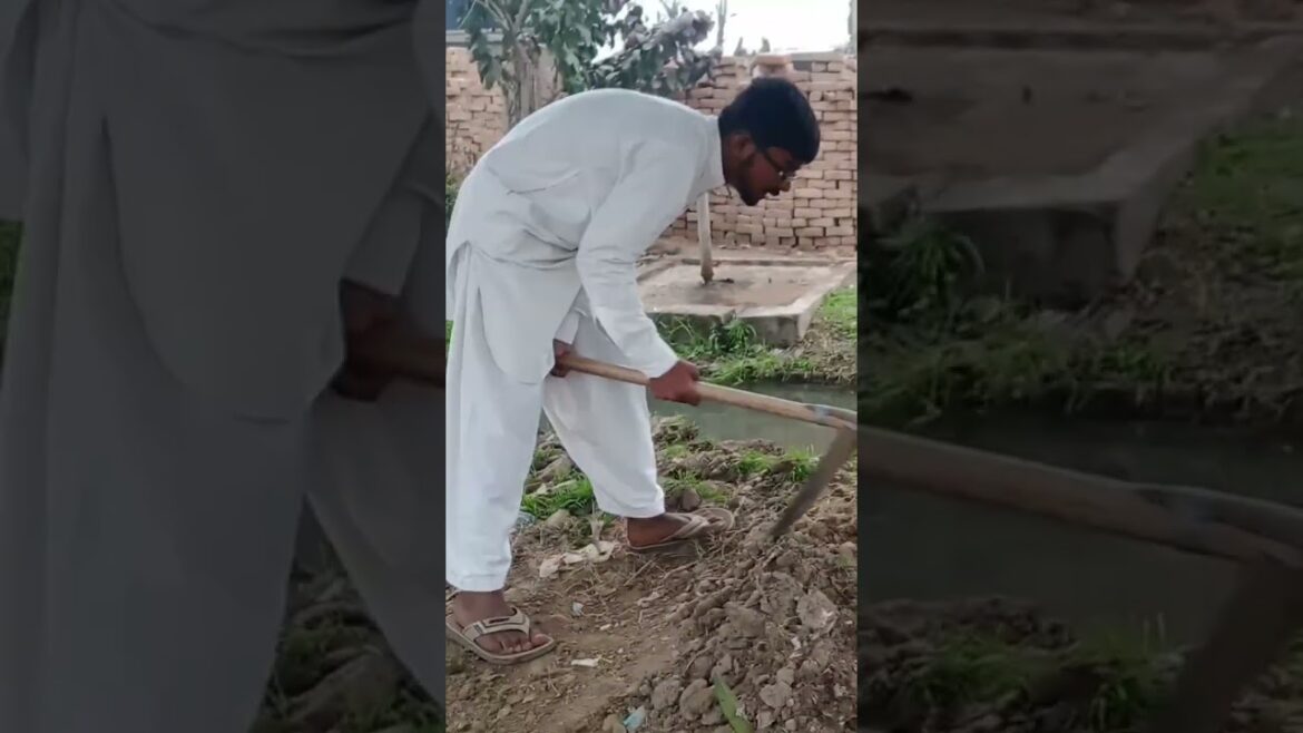 #gardening #plants #pakistan #agriculture #gardening #plants #pakistan #agriculture