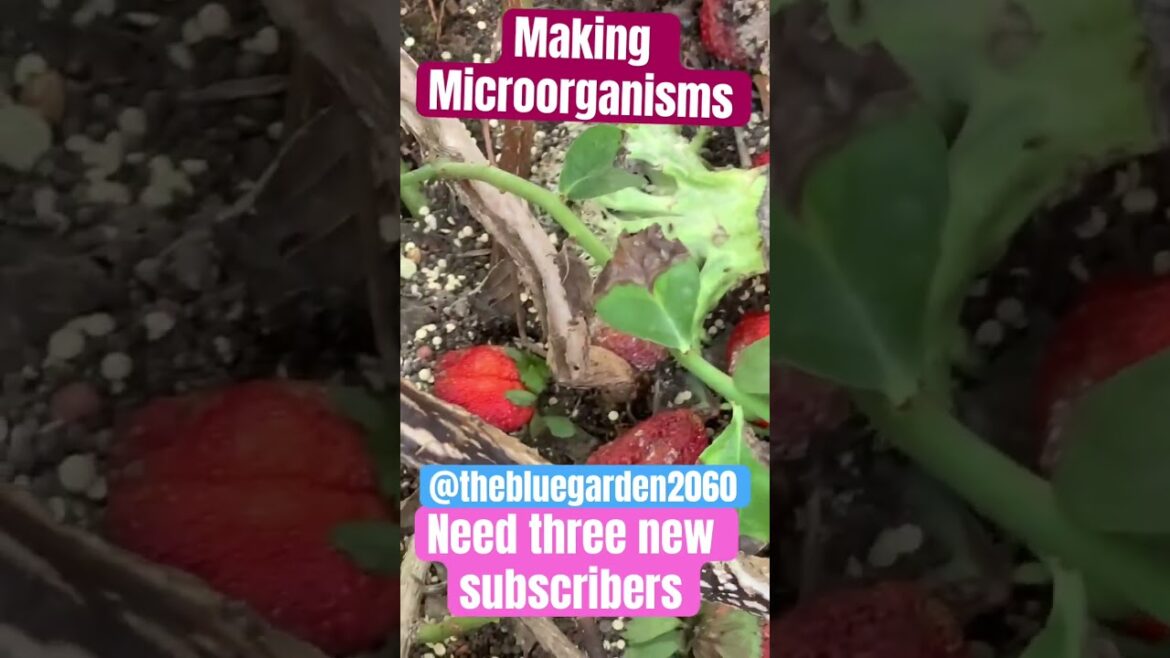 Making microorganisms #gardencompost #gardening #fertilizer #garden #bestgarden #bestgarden #dragon￼