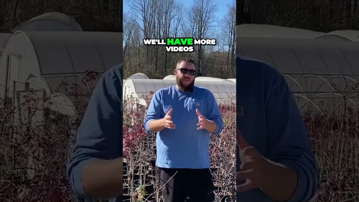 Boost Your Japanese Maple's Growth with Spring Pruning #gardening #mrmaple #garden