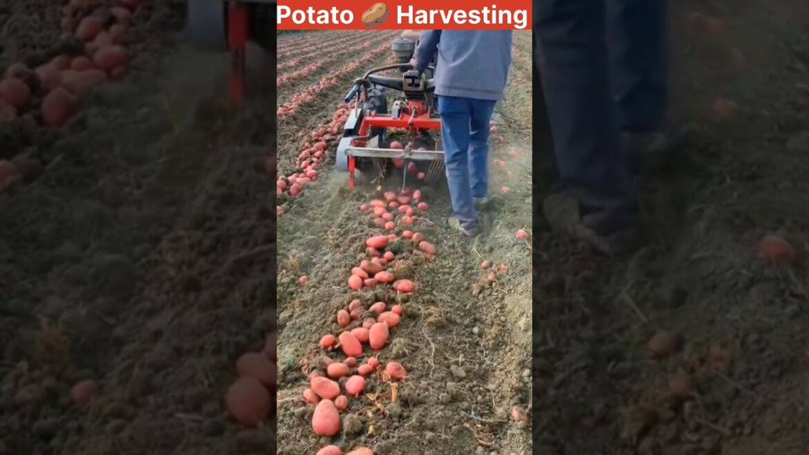 Potato 🥔 Harvesting #youtubeshorts #shortsvideo #short