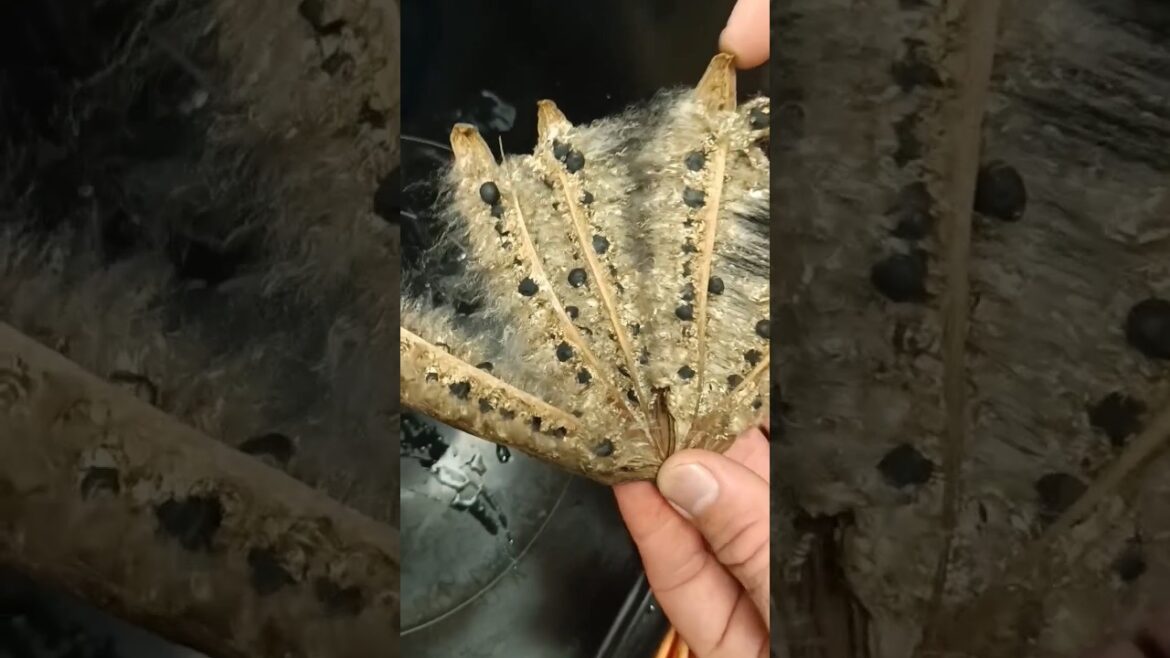 What is this? š® #shorts #food What is this? š® #shorts #food