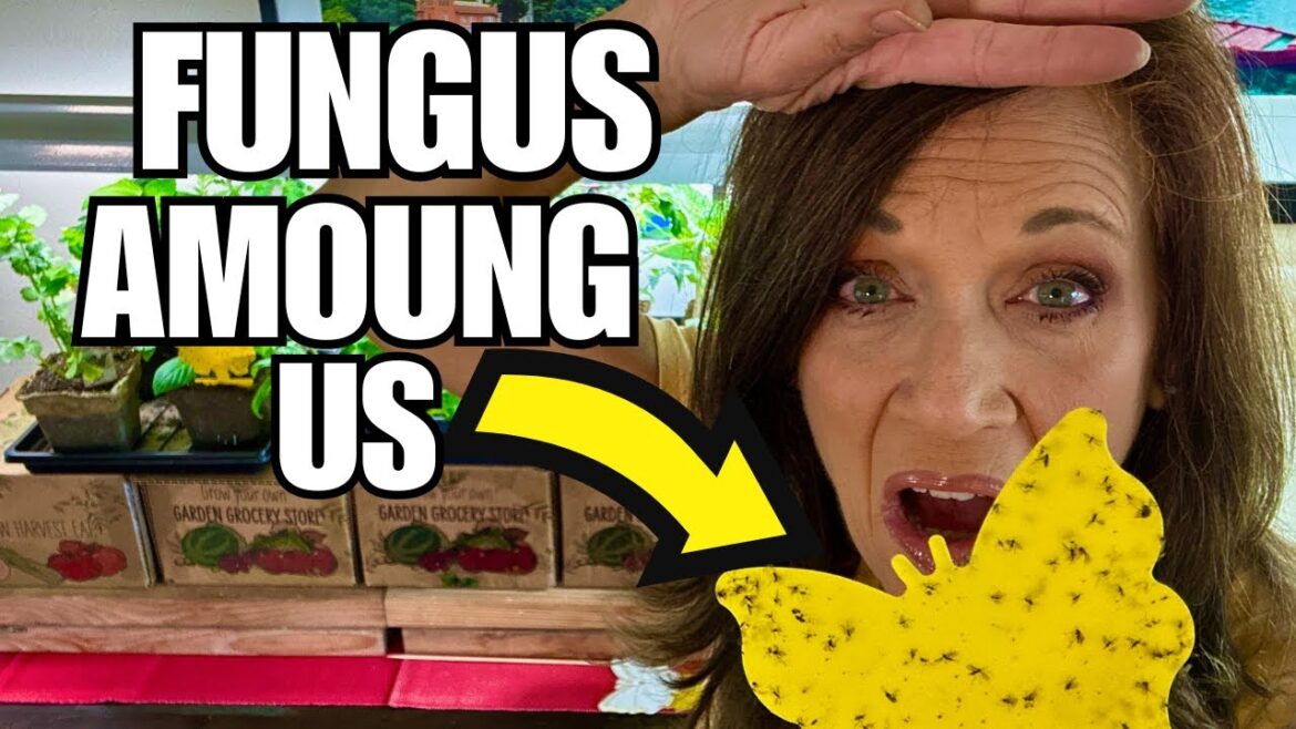 CaliKim: Fungus Among Us: How to Prevent, Control & Kill Fungus Gnats & Aphids Fungus Among Us: How to Prevent, Control & Kill Fungus Gnats & Aphids