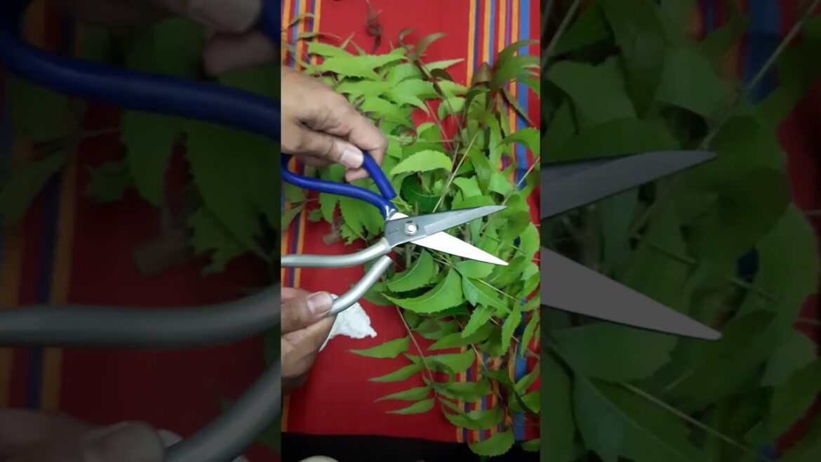 Quick Gardening Tools Review: Essential Gear for Green Thumbs! Full breakdown coming soon on channel