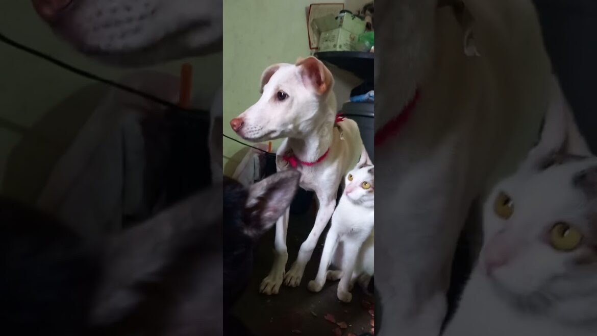 3 in one #funny #shortsfeed #funny #tamil #trending #pets