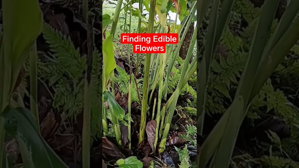 Finding Edible Flowers in Playground to cook. || Lakwatcha TV