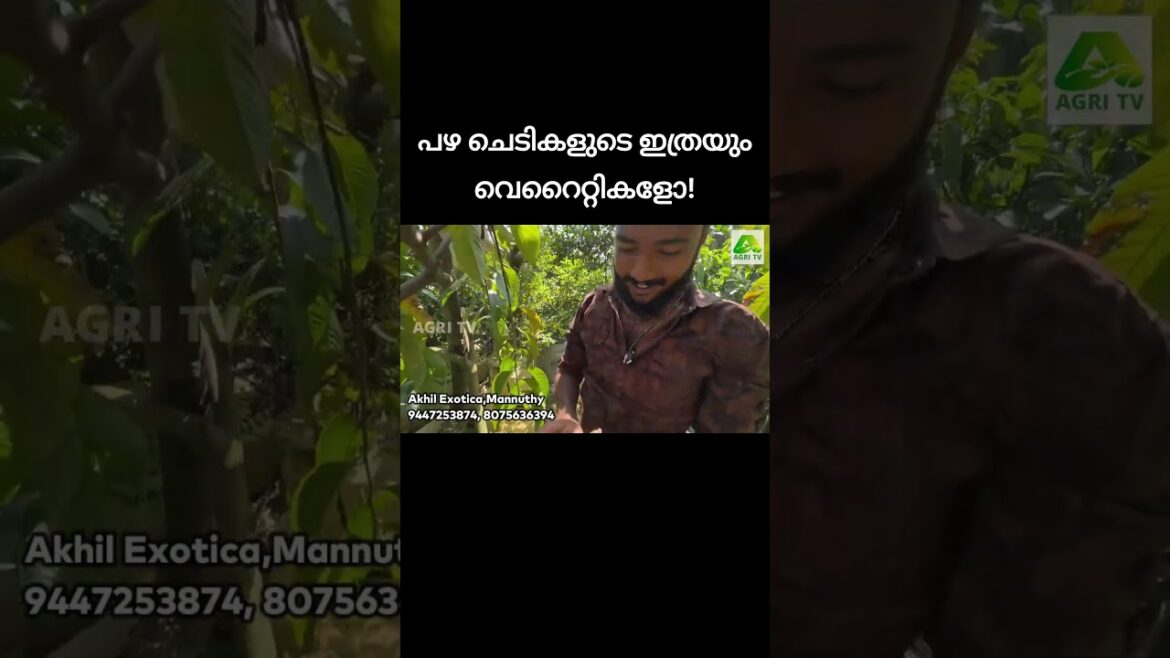 പഴങ്ങൾ രുചിച്ചു നോക്കി തൈകൾ വാങ്ങാം, മണ്ണുത്തിയിലെ ഈ നഴ്സറി സൂപ്പറാണ് #farmingkerala പഴങ്ങൾ രുചിച്ചു നോക്കി തൈകൾ വാങ്ങാം, മണ്ണുത്തിയിലെ ഈ നഴ്സറി സൂപ്പറാണ് #farmingkerala