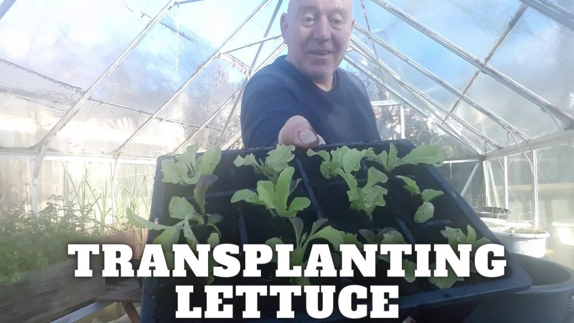 Transplanting Lettuce Seedlings [Gardening Allotment UK] [Grow Vegetables At Home ]