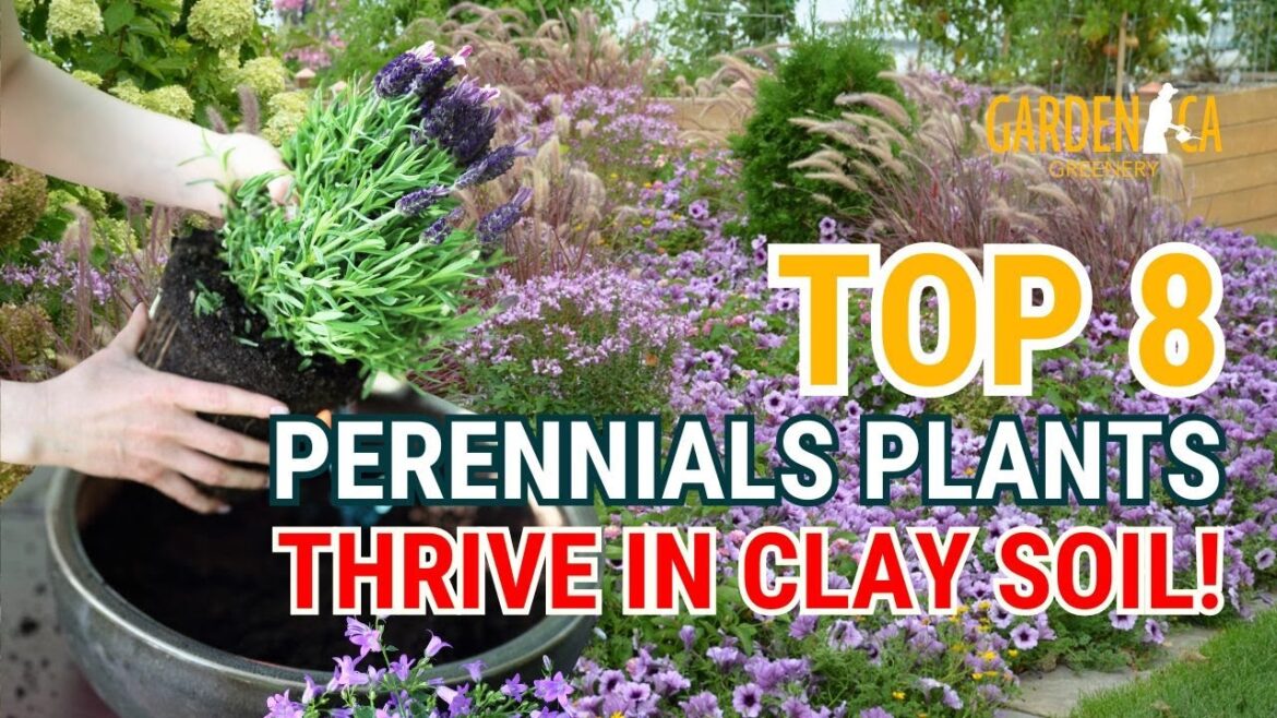 Top 8 Stunning Flowers That THRIVE in CLAY SOIL! πΌπ±πΈ // Gardening Ideas Top 8 Stunning Flowers That THRIVE in CLAY SOIL! πΌπ±πΈ // Gardening Ideas