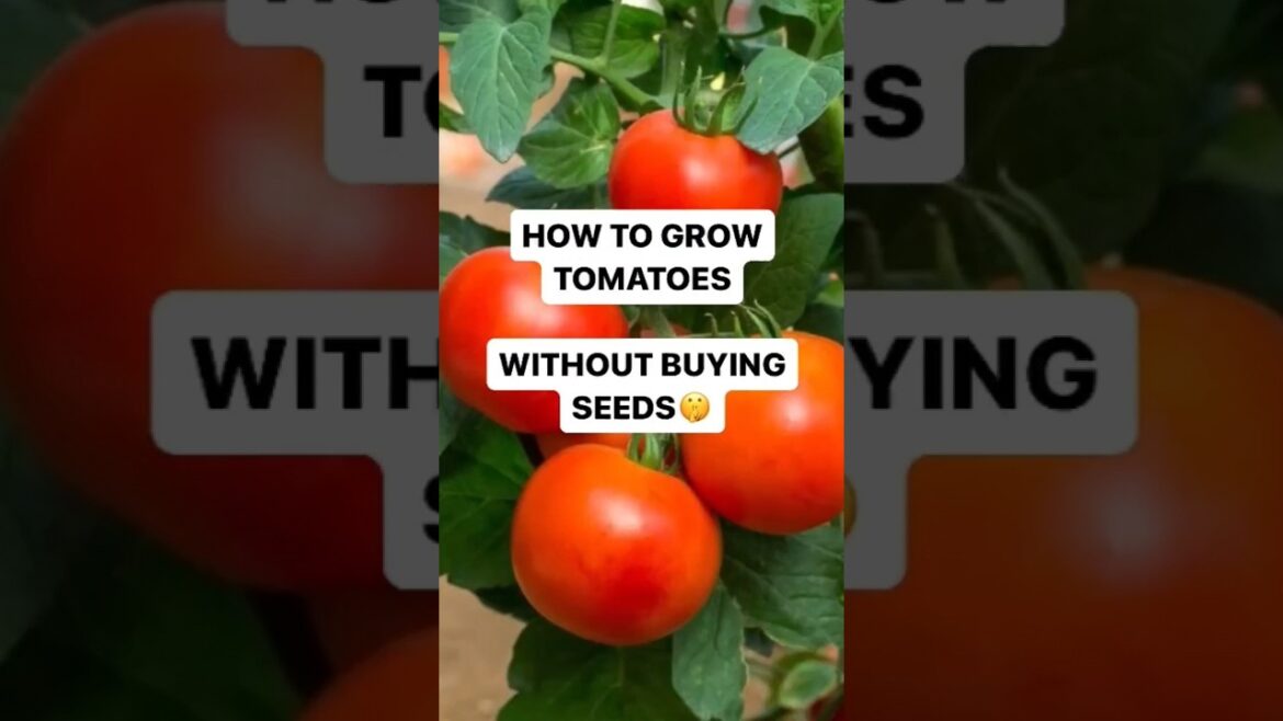 How to grow tomato plants#gardening #tips #viral How to grow tomato plants#gardening #tips #viral