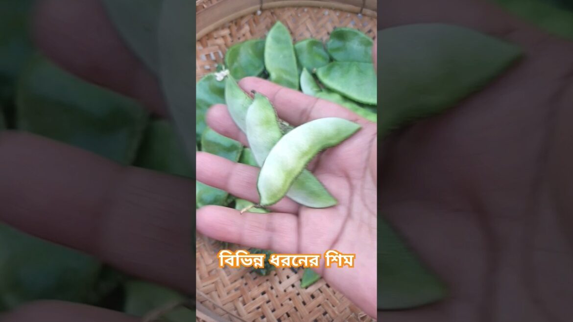 rooftop garden #gardening #viral #shortfeed #youtubeshorts #rooftop #gardening #shortvideo #everyone