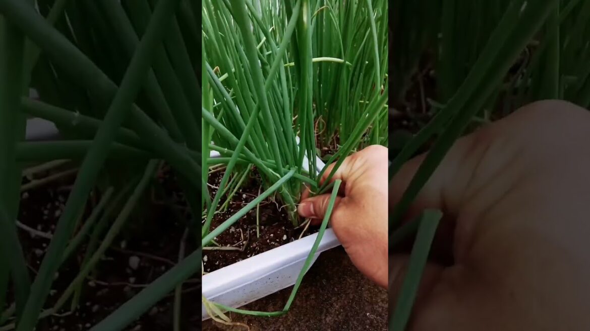My life part of growing garden and vegetable #diygarden #vegetable My life part of growing garden and vegetable #diygarden #vegetable