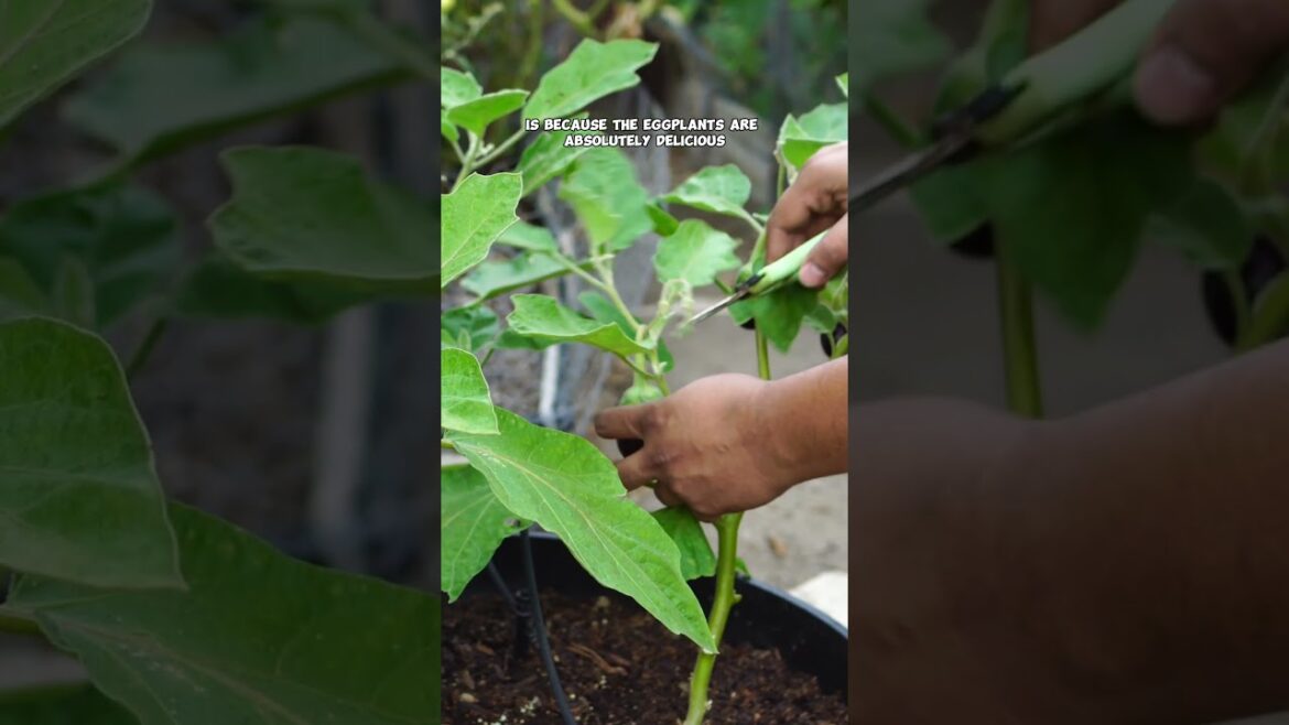 Easy Veggies for Any Garden: Must-Grow List! 🌶️🍅🍆 #Shorts"