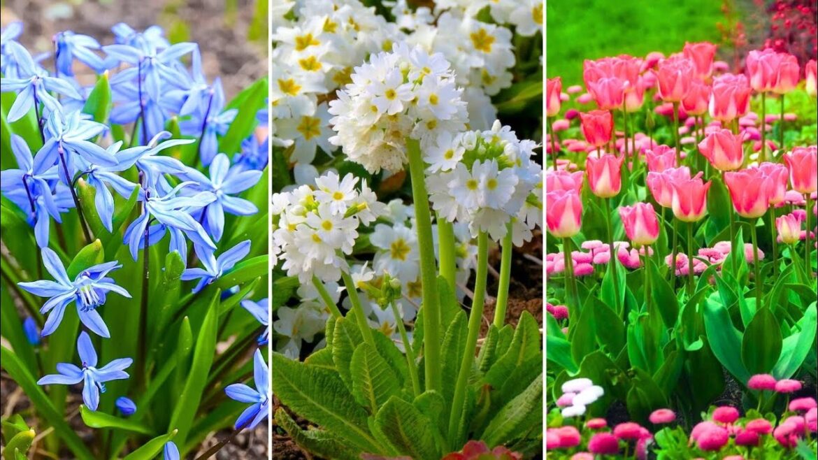 Exploring the Beauty of Spring 🍀 Garden Design Ideas and Floral Inspiration