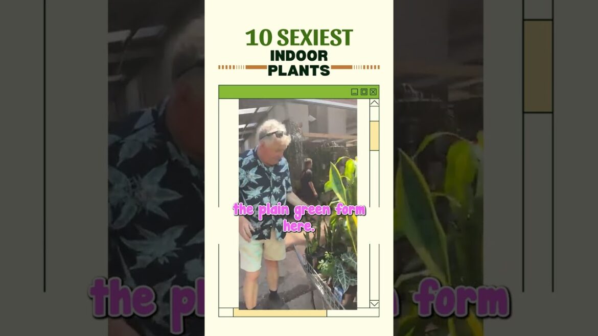 The top 10 Sexiest indoor plants – Part 2️⃣ 😍 The top 10 Sexiest indoor plants - Part 2️⃣ 😍