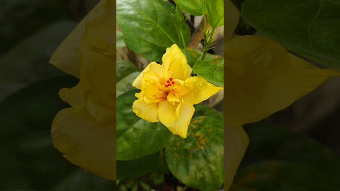 Yellow Flower #Blissful Hibiscus #gardening #hibiscus #garden #gardentips #gardenscapes #gardentour Yellow Flower #Blissful Hibiscus #gardening #hibiscus #garden #gardentips #gardenscapes #gardentour